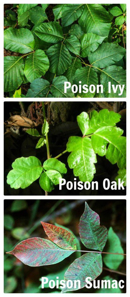 Poisonous Plants in the ADK