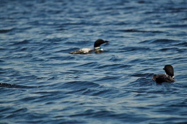 Loons in water