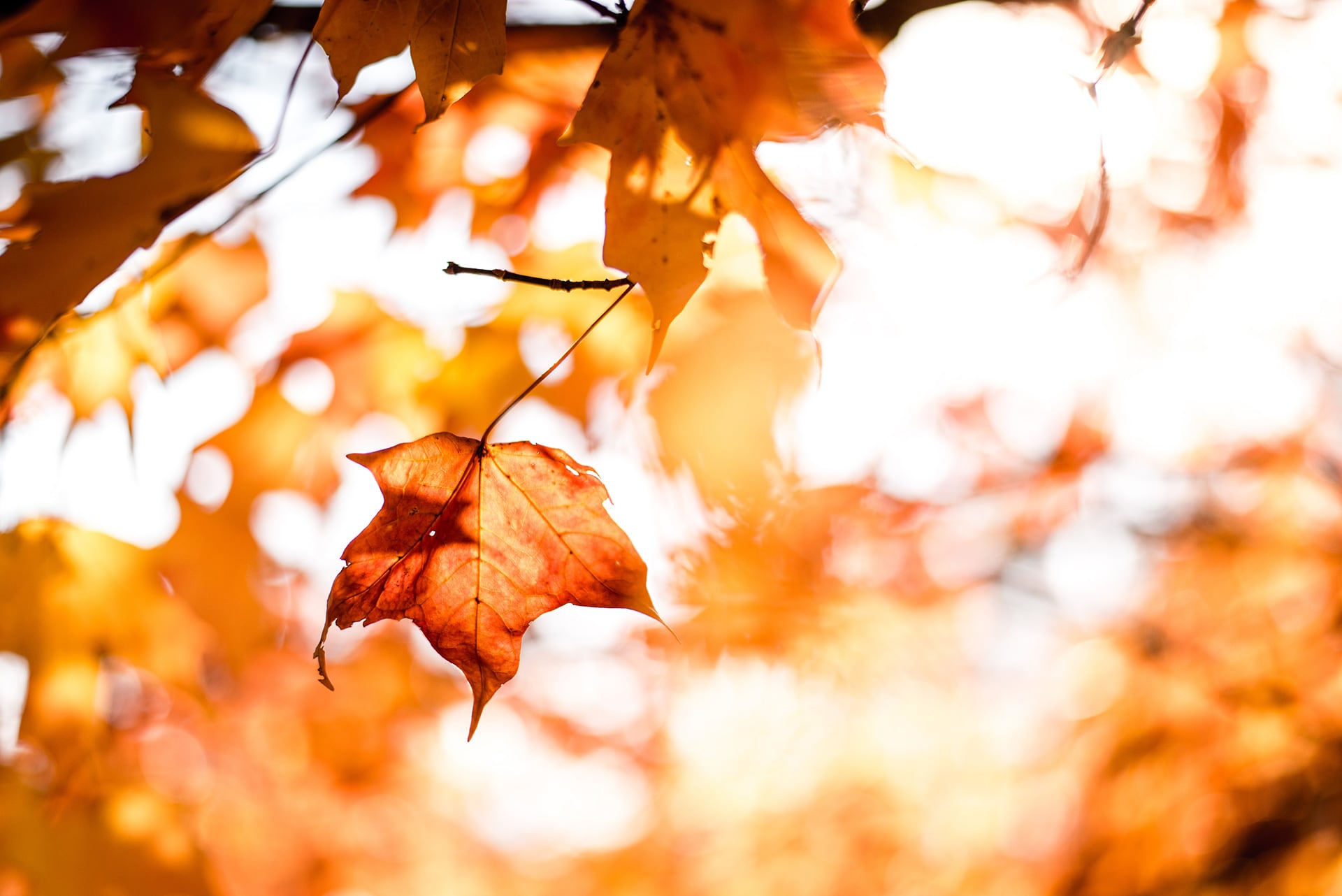 Fall Foliage Report