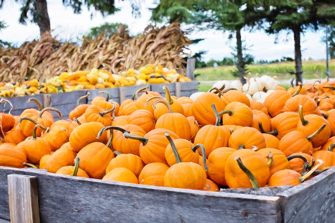 crates of pumpkins and corn stalks